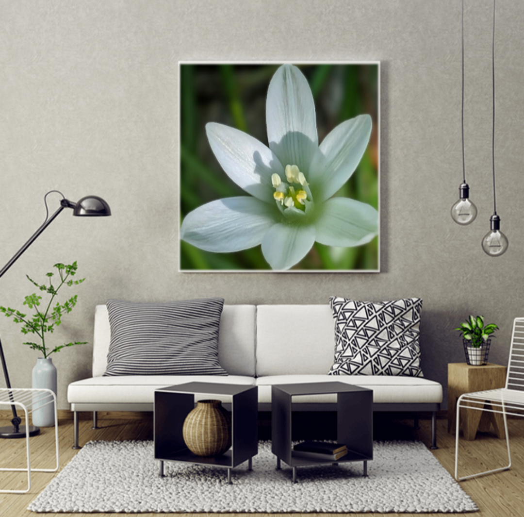 STAR OF BETHLEHEM