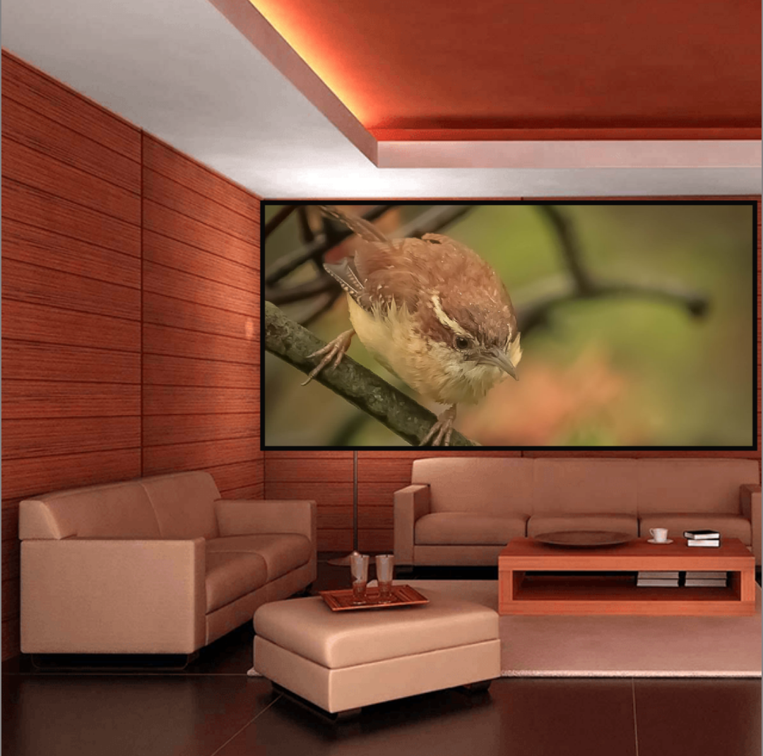 CAROLINA WREN