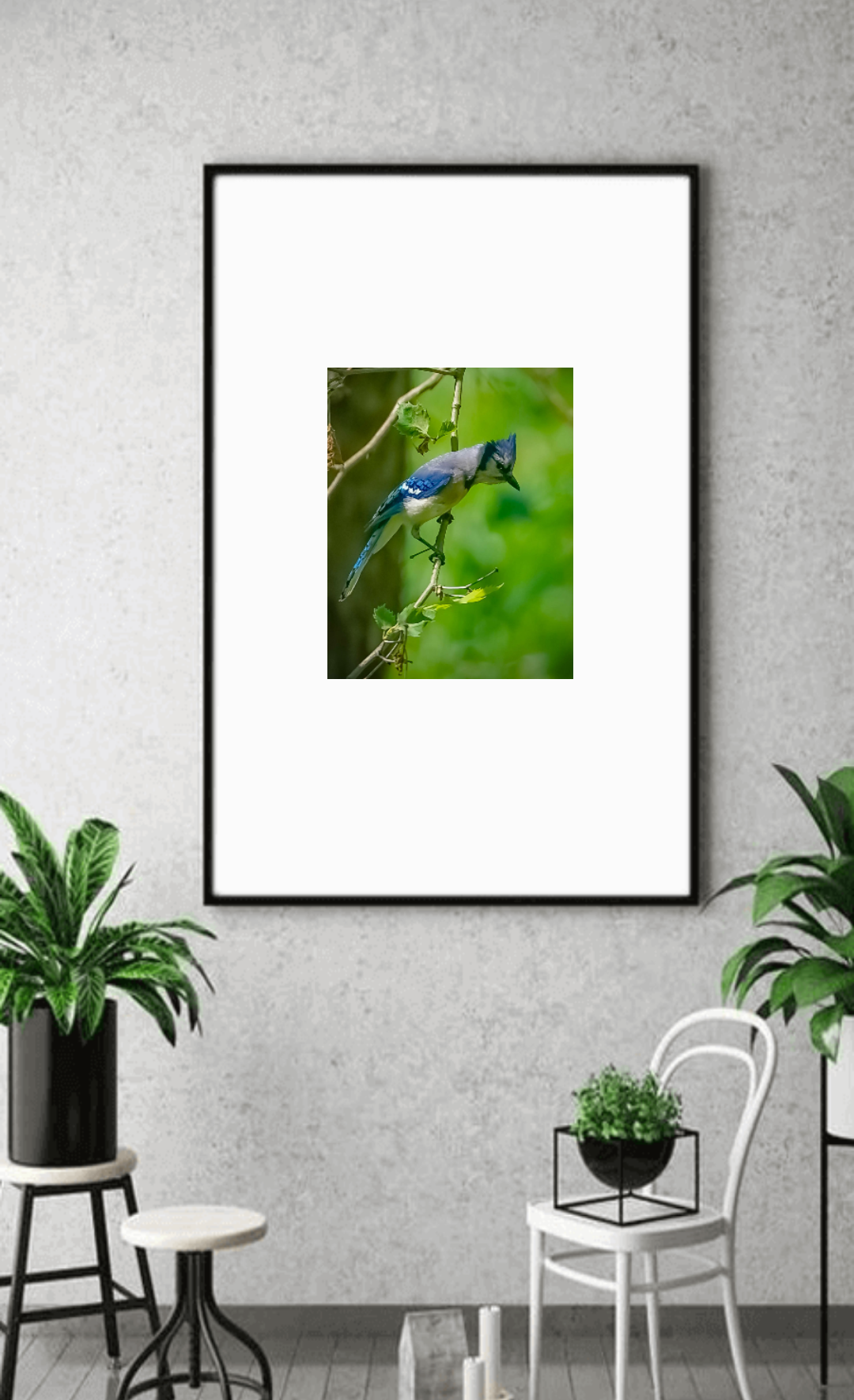 BLUE JAY WEDNESDAY
