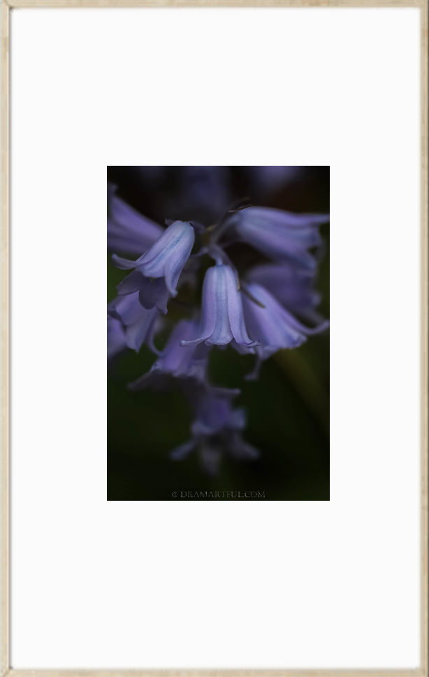 LILAC ABYSS