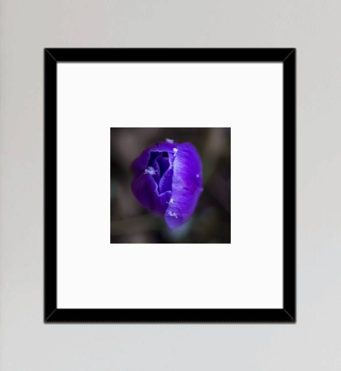 SNOWFLAKES ON PURPLE CROCUS