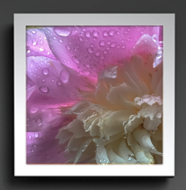 A PRETTY PAINTERLY PEONY