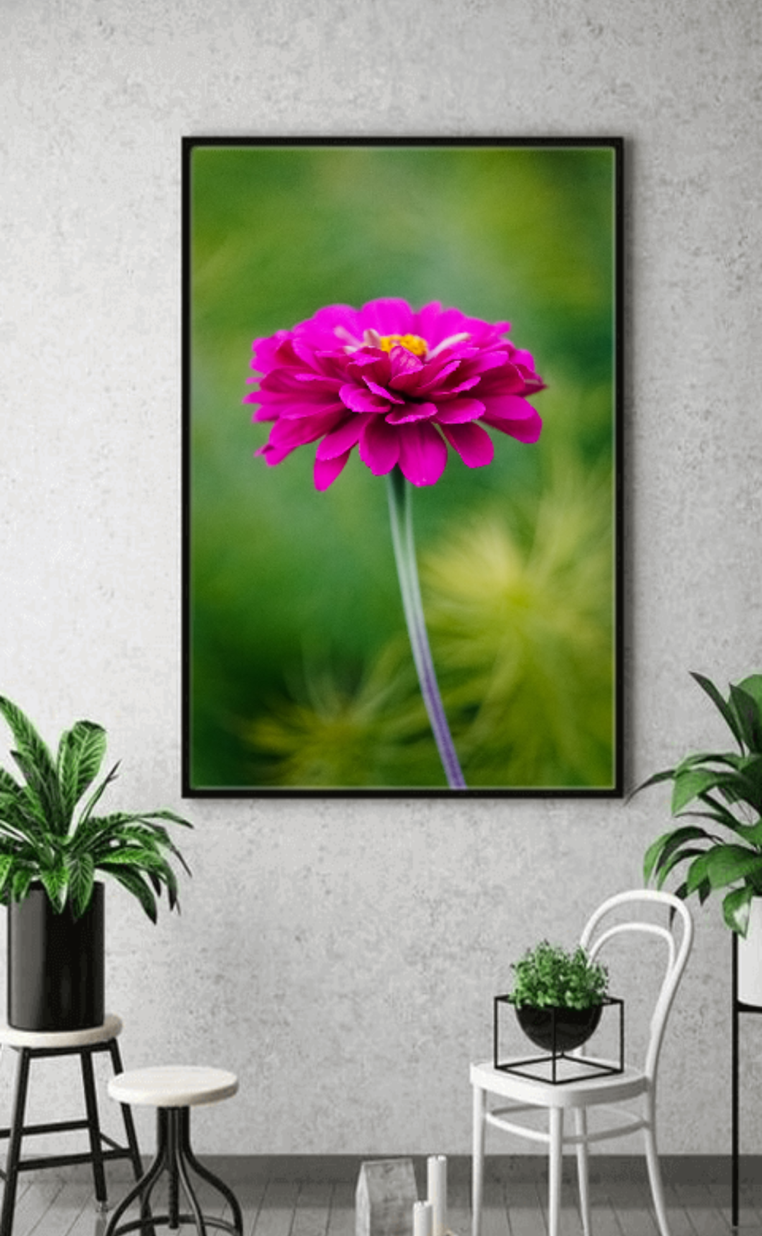 PUNCHY ZINNIA