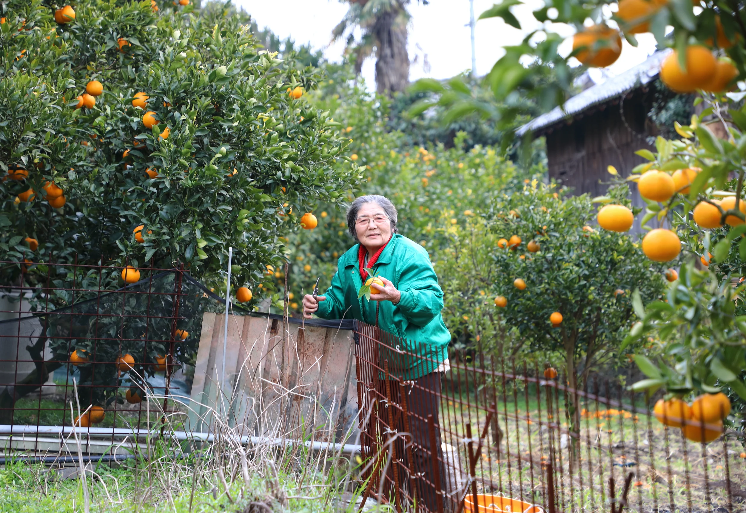 The Marmalade Lady of Osakishimojima Island