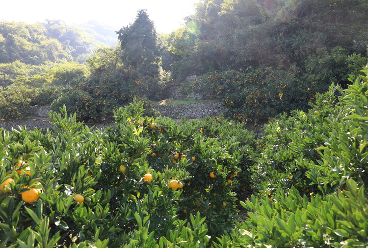 Stone terraced-orchards glow with mikan.