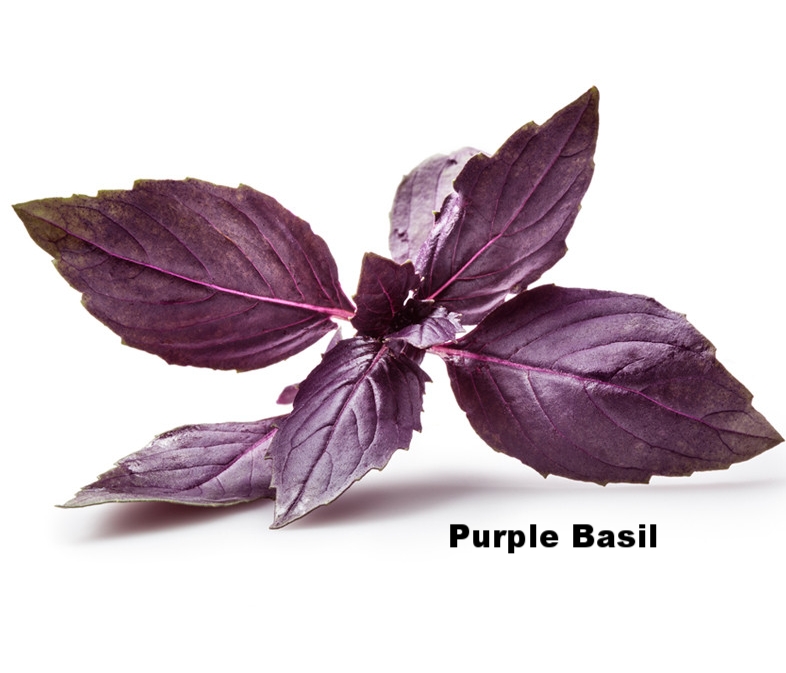 purplebasil.jpg
