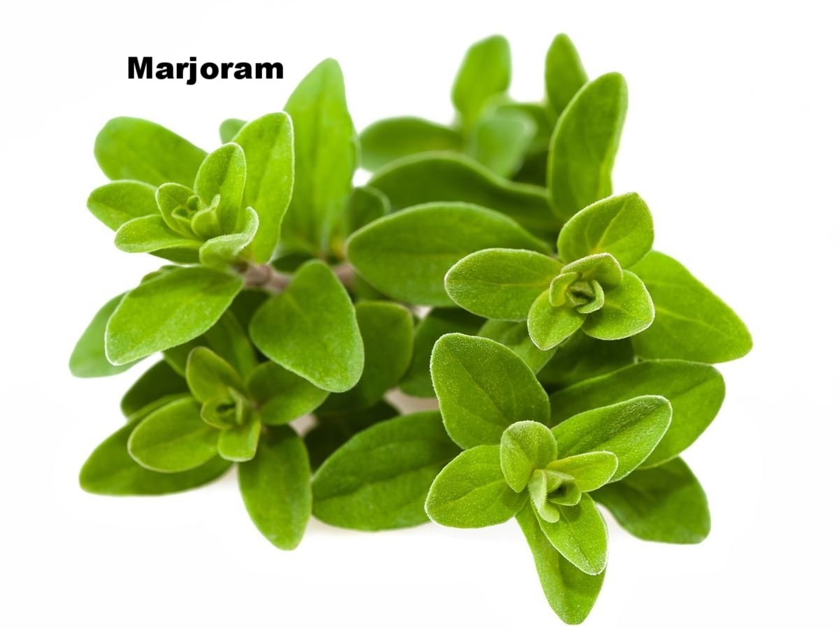 marjoram.jpg