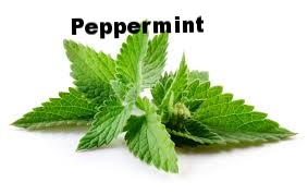 peppermint.jpg