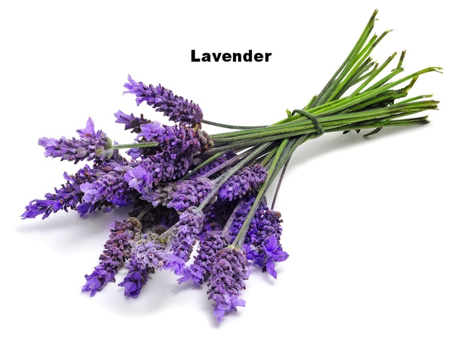 Lavender-1_0.jpg