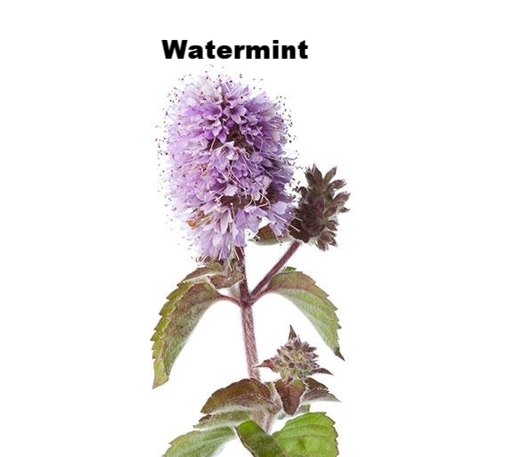 watermint.jpg