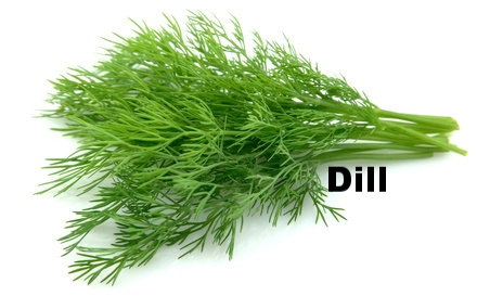 dill.jpg