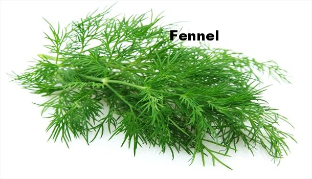 fennel-herbs.jpg