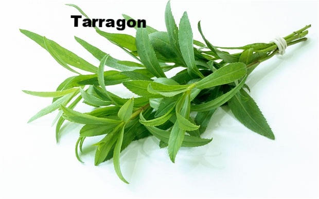 tarragon.jpg