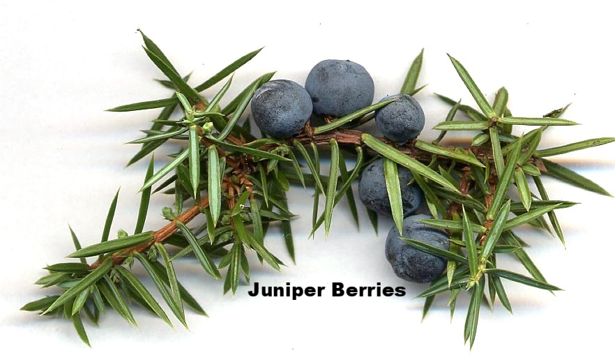 Juniperus_communis_cones.jpg