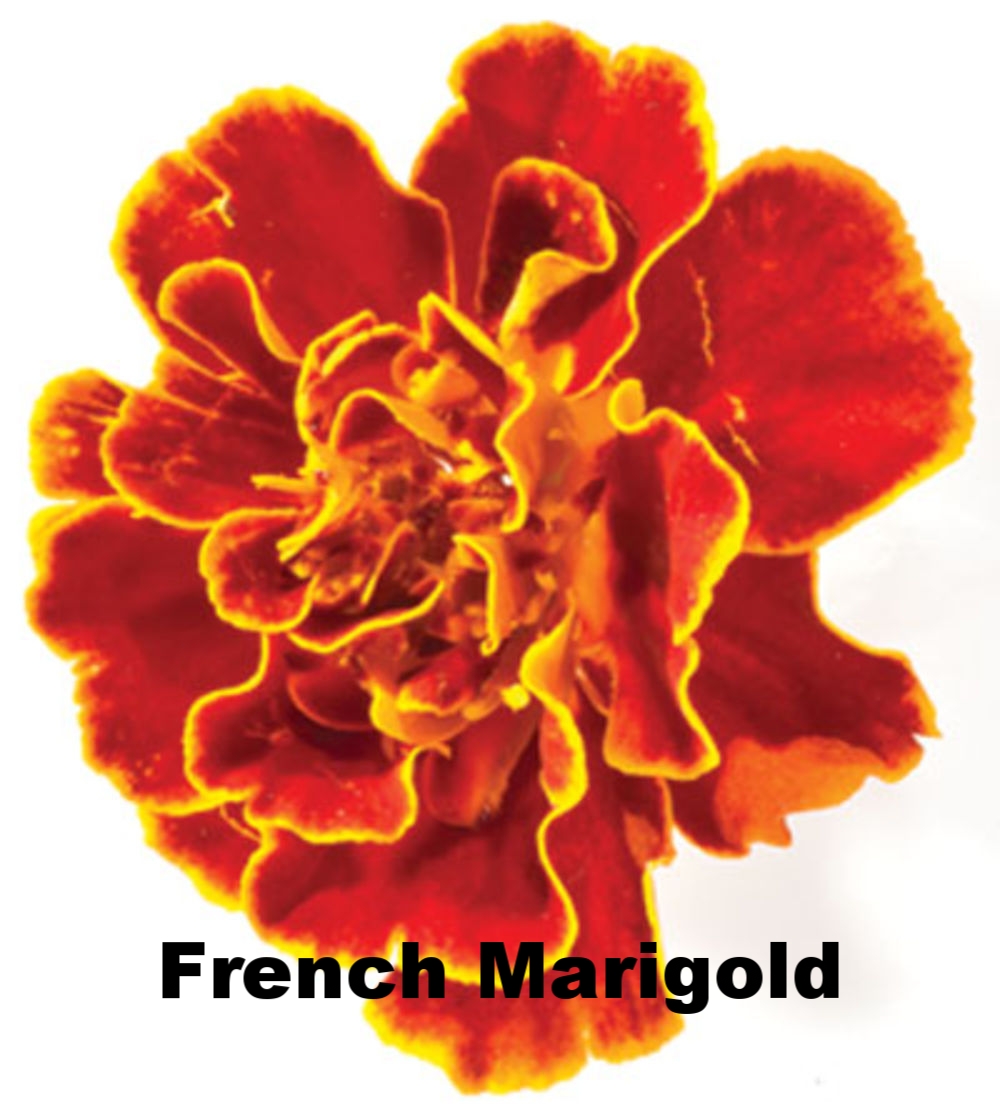 7-French-Marigolds-400.jpg