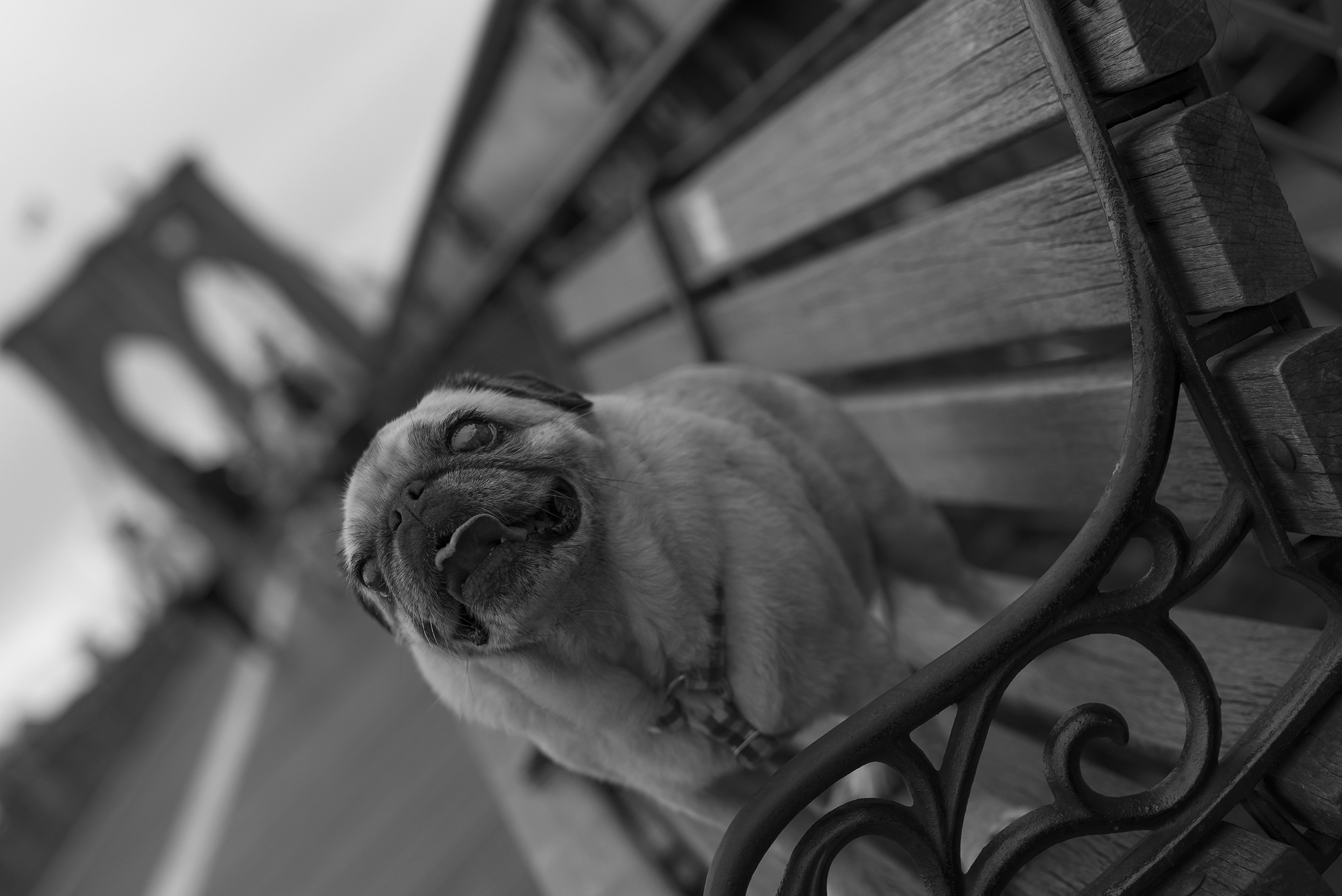@Violet Pug Brooklyn Bridge Shoot - Cottrell & Co. - B&WCC1_9075.png