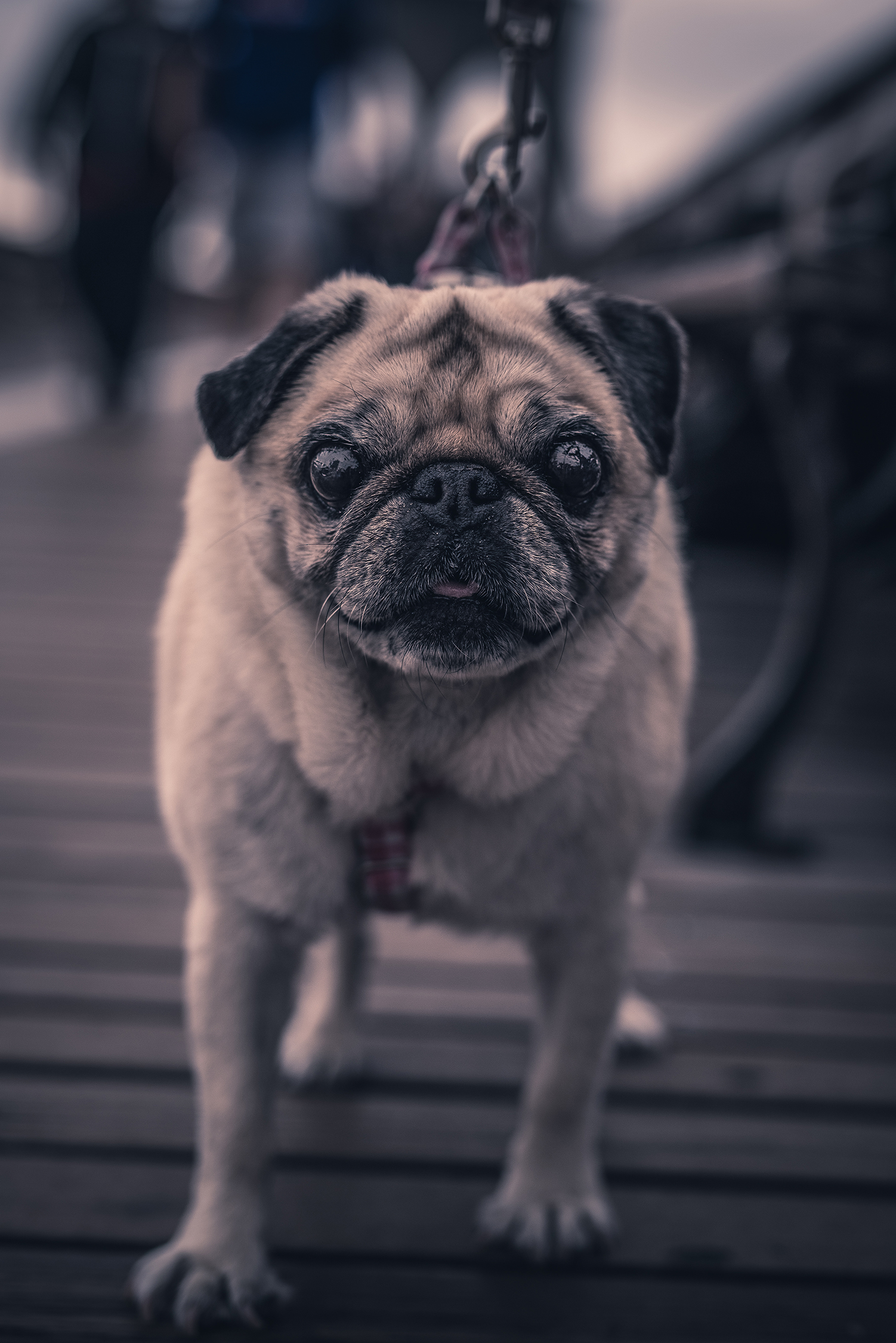 Violet Pug on The Brooklyn Bridge - Cottrell & Co. - CC1_9091-2.png