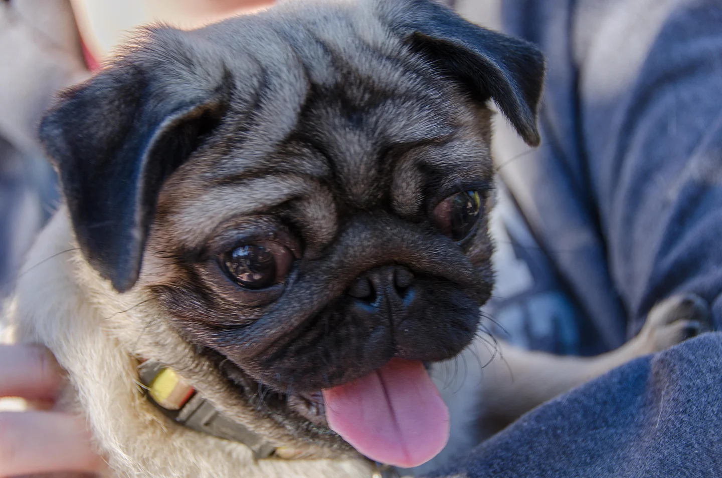 Atlanta Pug -Cottrell & Co. - CGC_8649.jpg