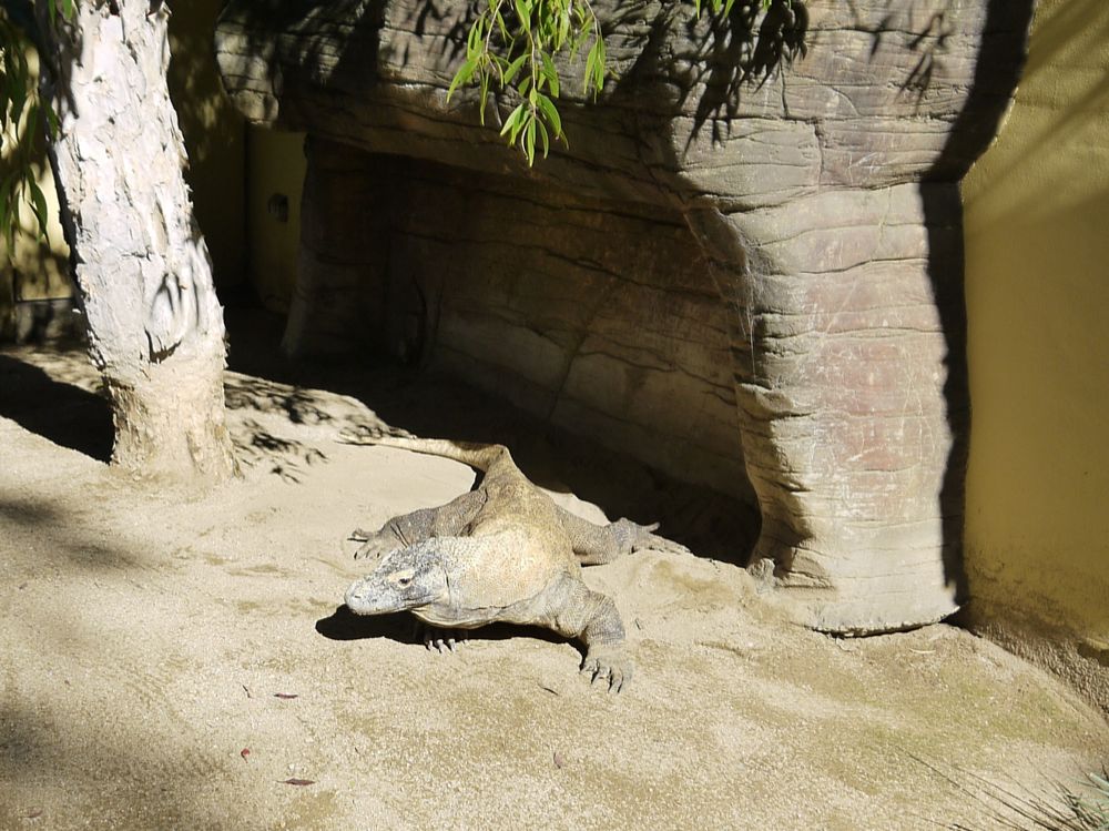komodo dragon