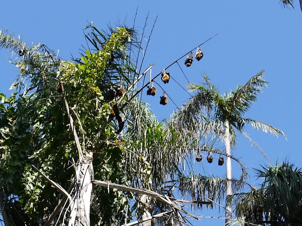 flying foxes