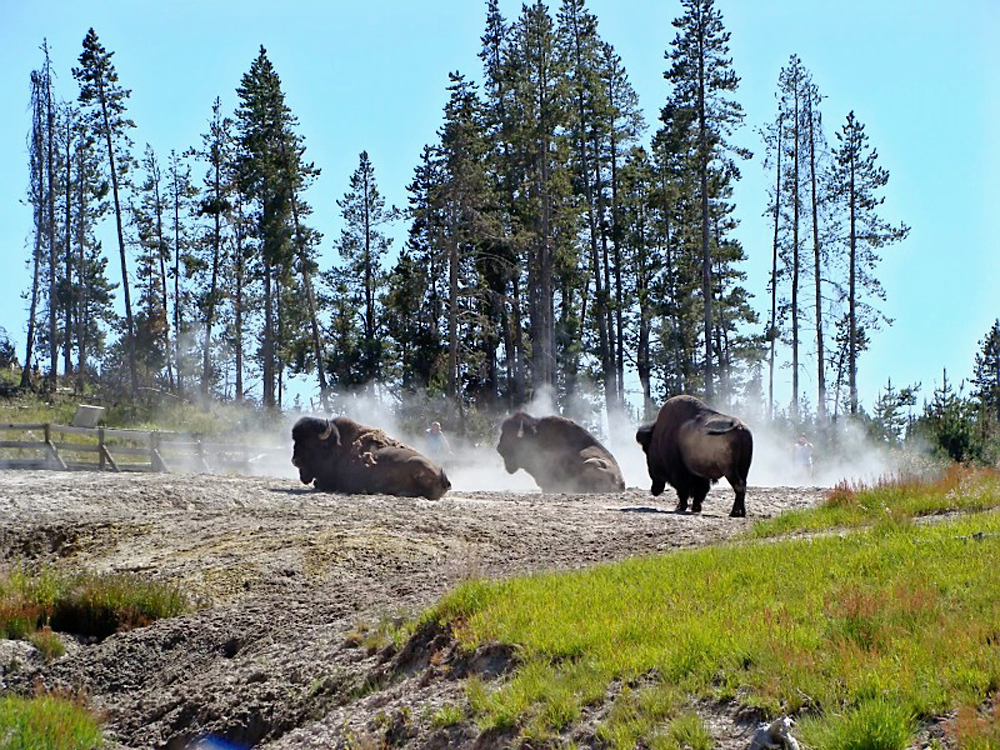 North America_WY_Yellowstone nat-parks_KV.jpg