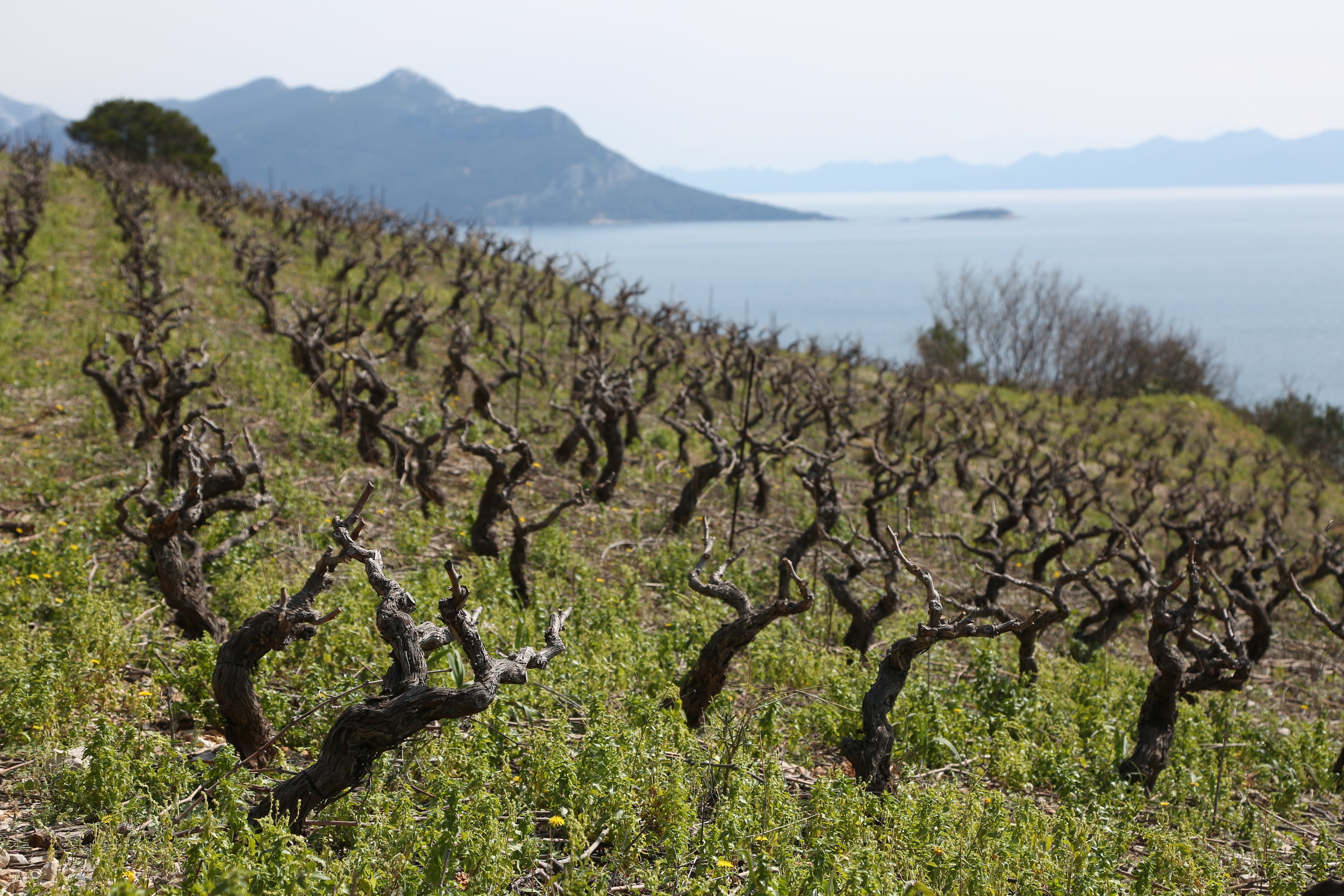 Rows of vines with a view_Dingac, Peljesac Peninsula.JPG