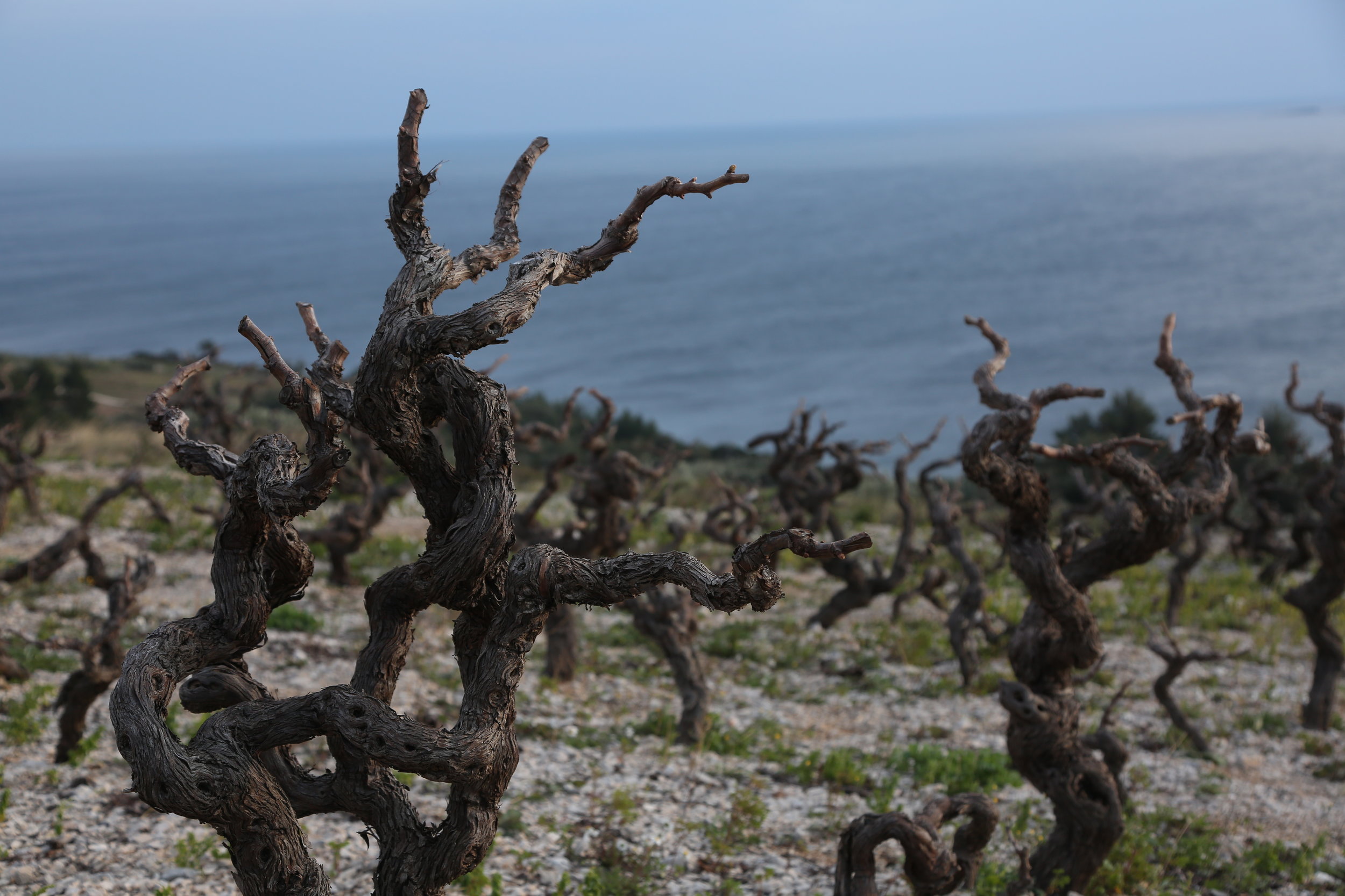 Vines in Peljesac Peninsula.JPG
