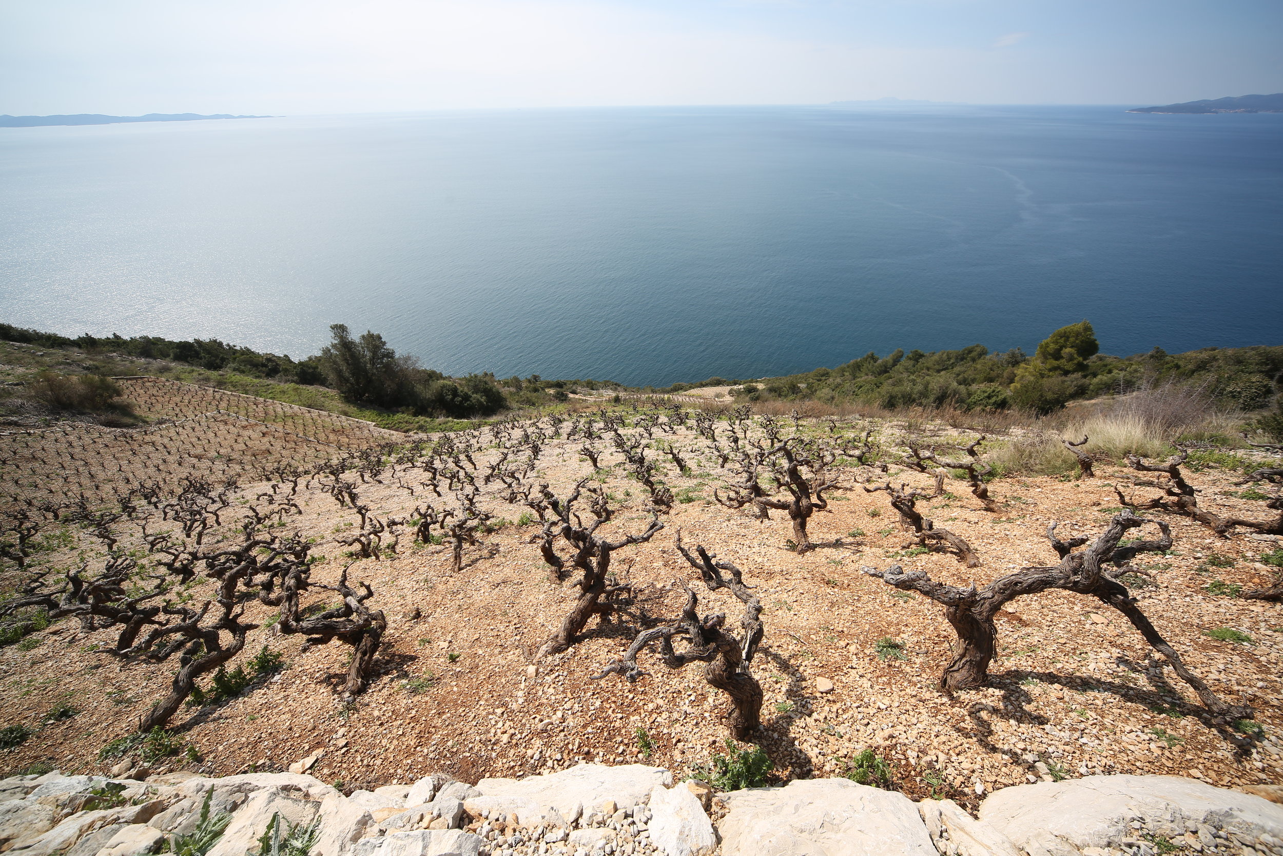 Vines with a view_Dingac_Peljesac Peninsula.JPG