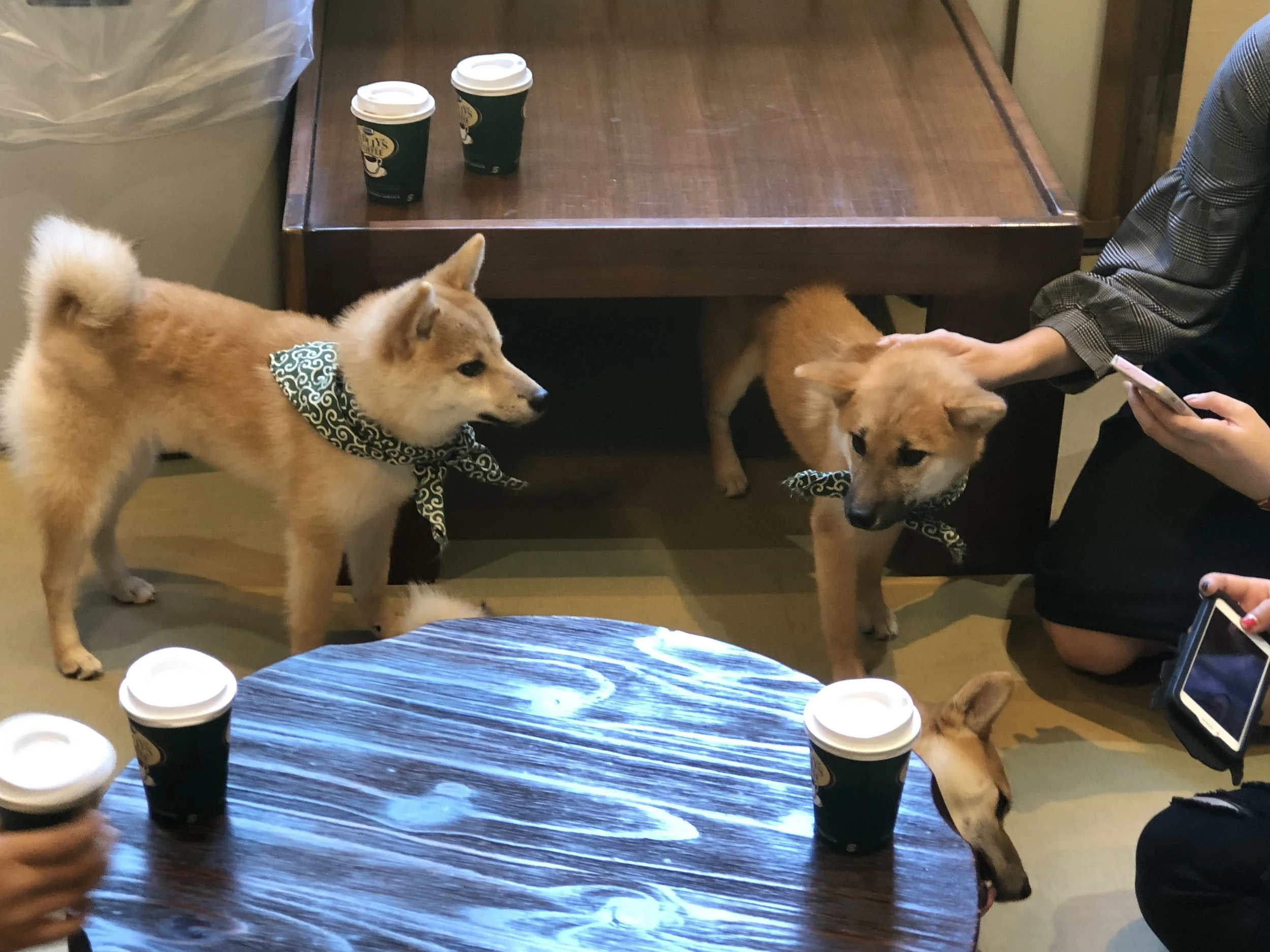 Weird Cafés Of Harajuku Huckleberry Travel