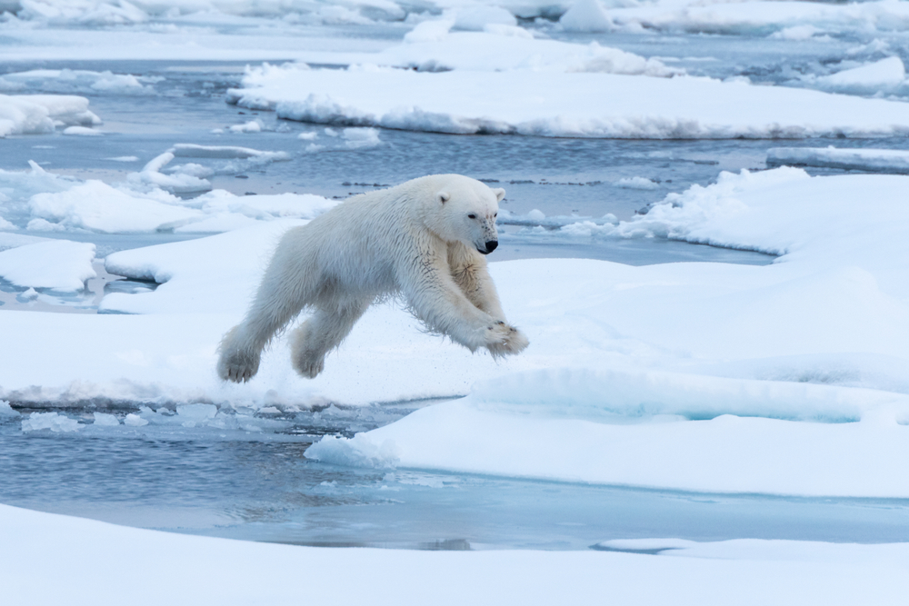 5 polar bear sighting vacations — Huckleberry Travel