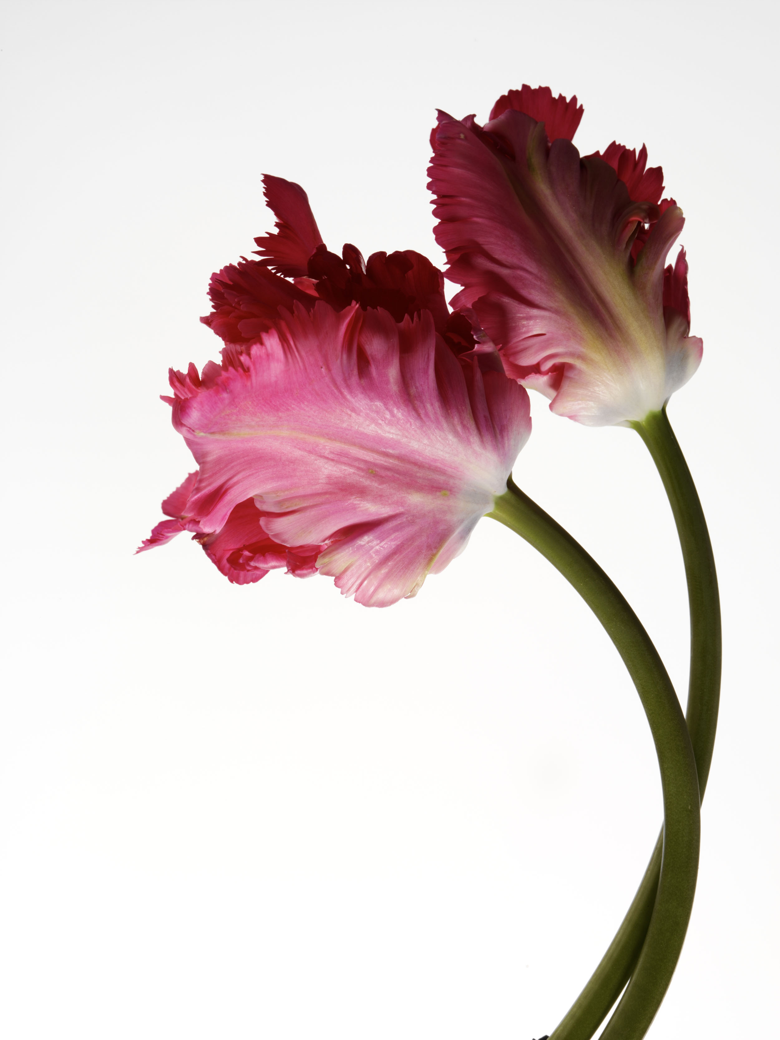 tulip_011.jpg