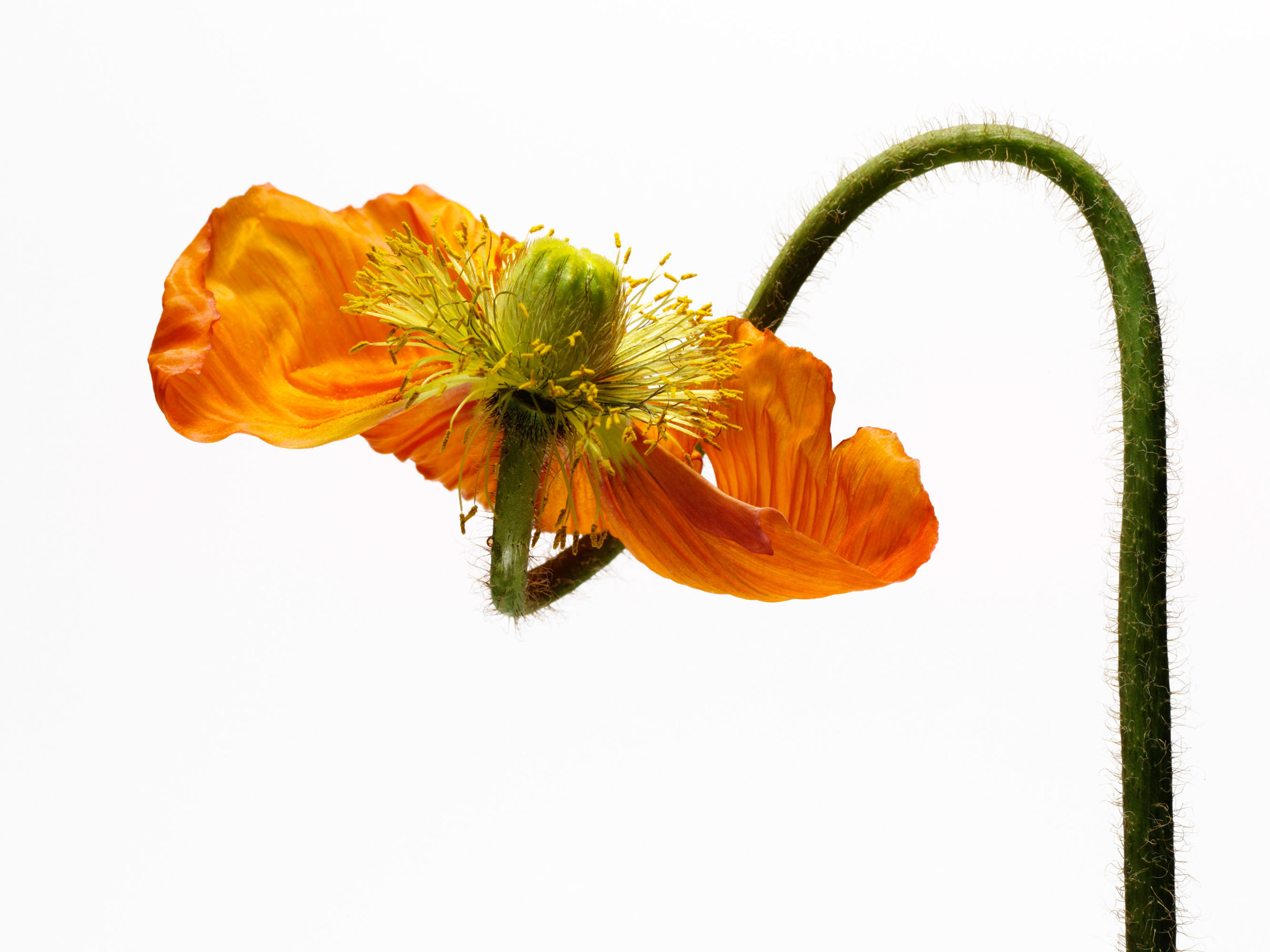 poppy_4_358.jpg