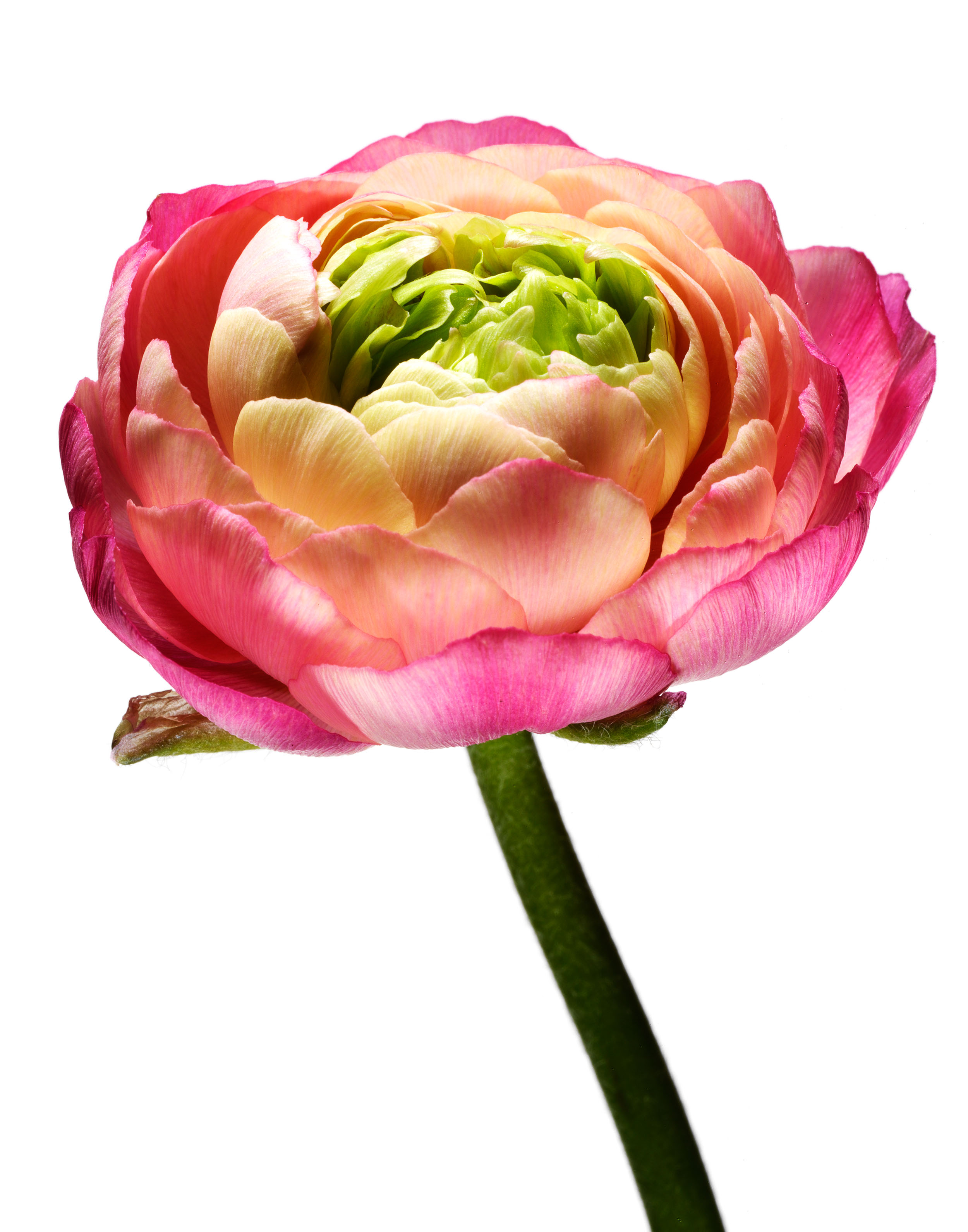 ranunculus_3_208_R.jpg