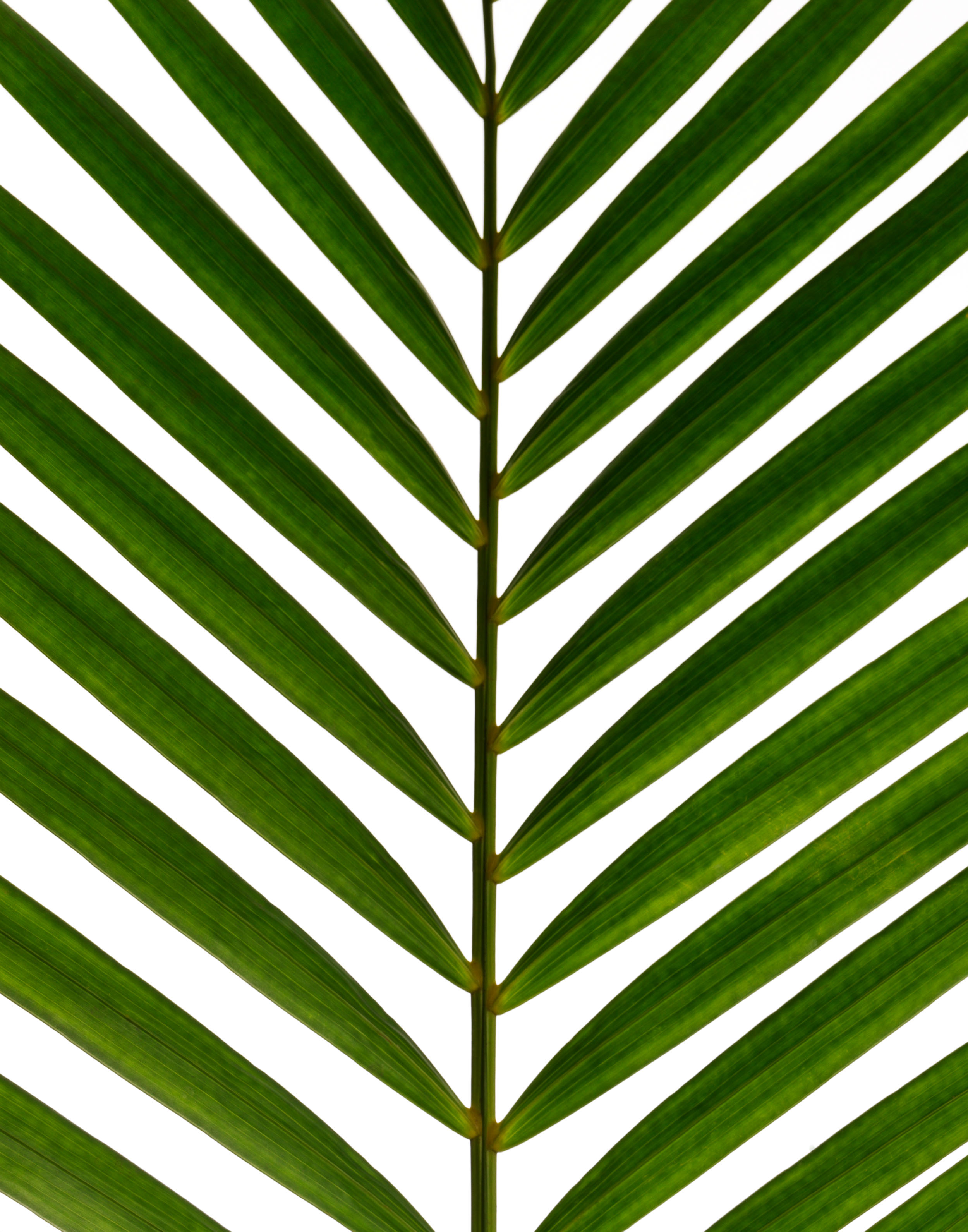 tropical_palm_010_R.jpg