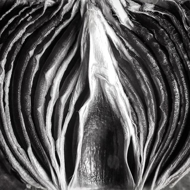 #onion #redonion #macro #closeup #graphic #dried #driedonion #layers