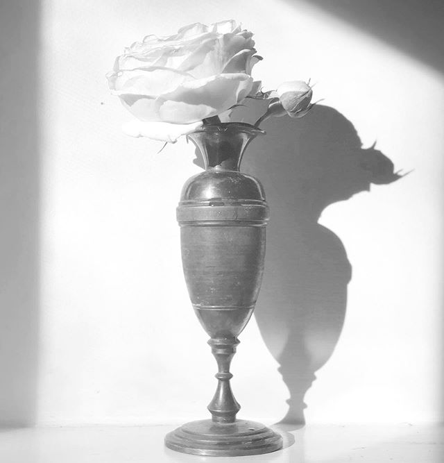 #rose #garden #afternoonlight #b&amp;w #graphic #shadow #light