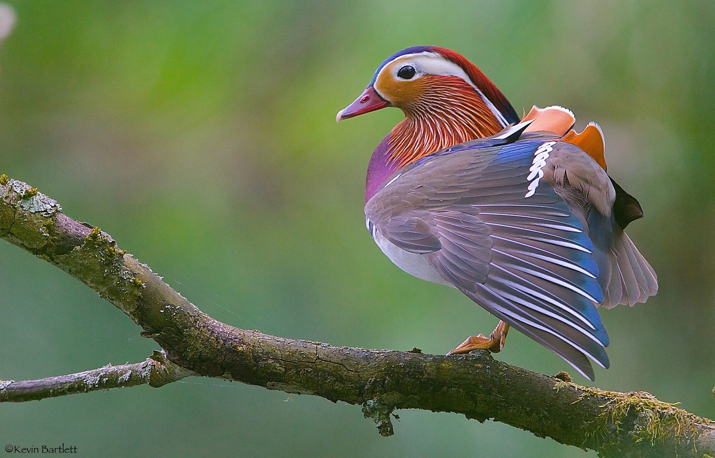 mandarin - 1.jpg