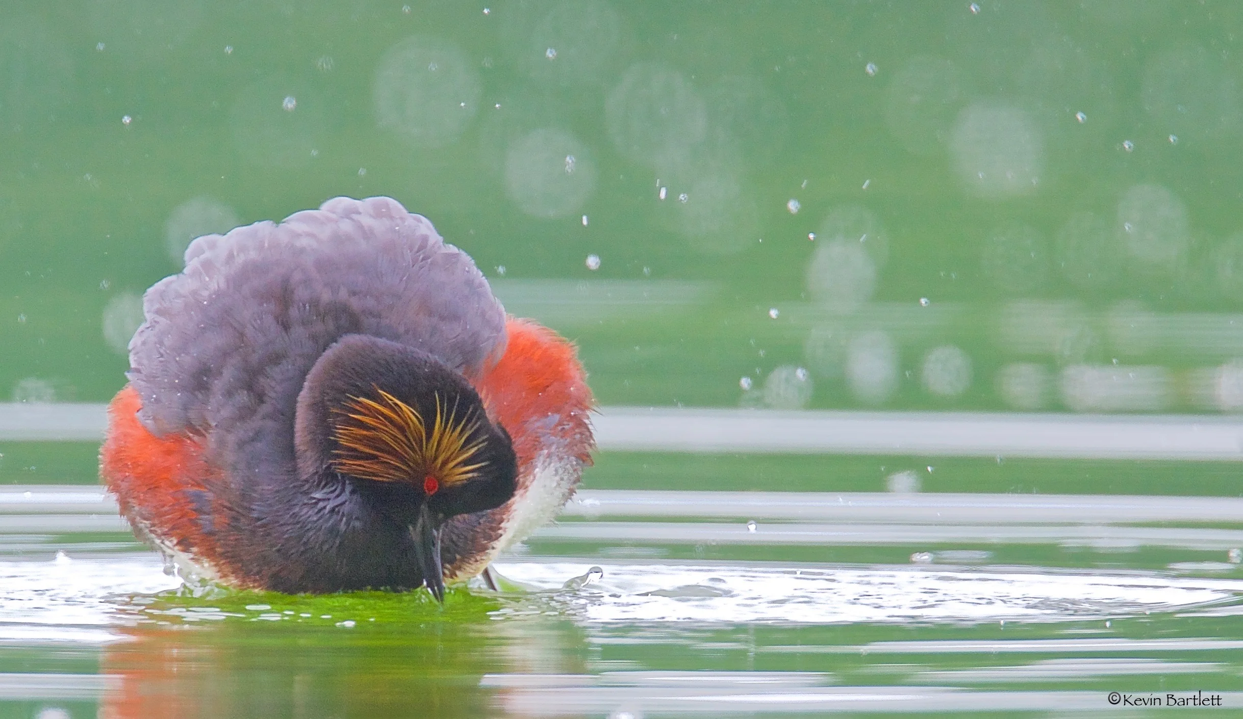 the grebe - 1.jpg