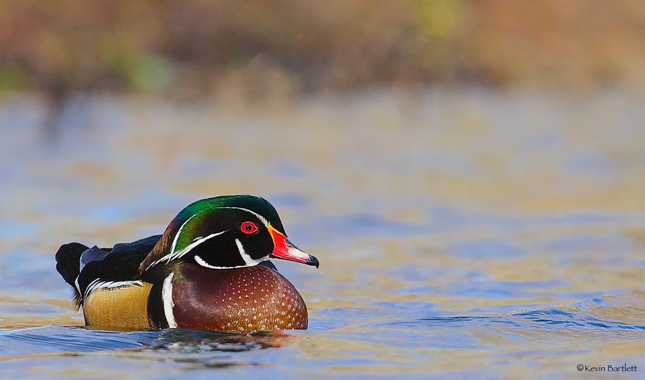 wood duck - 1.jpg