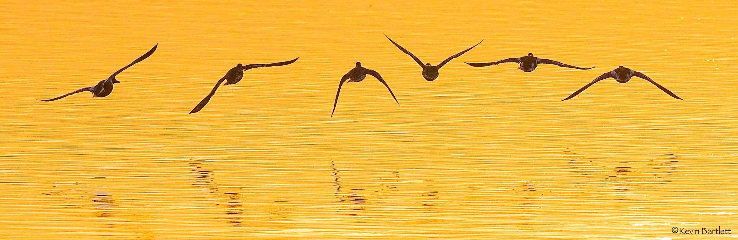 Northern Pintails