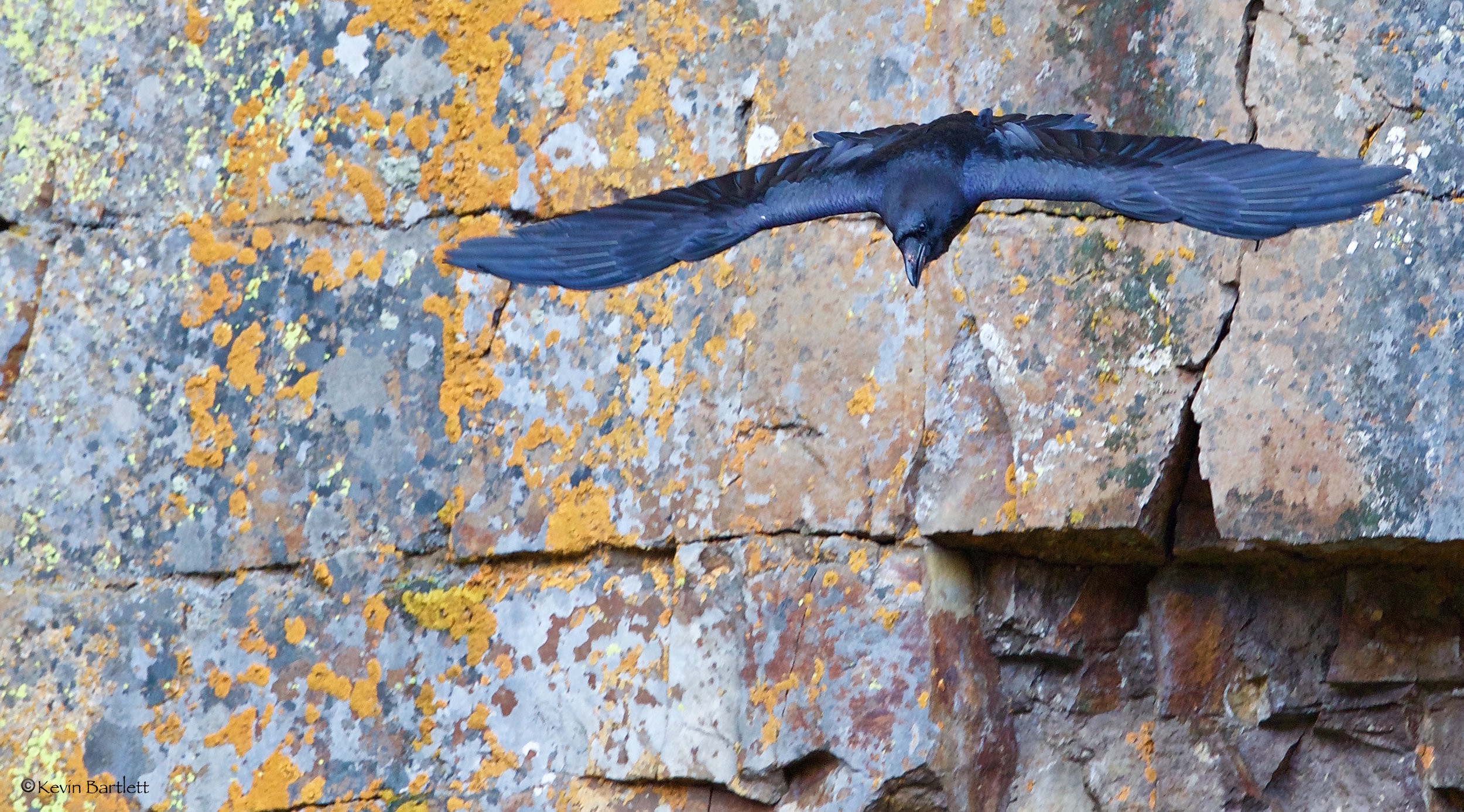 Raven