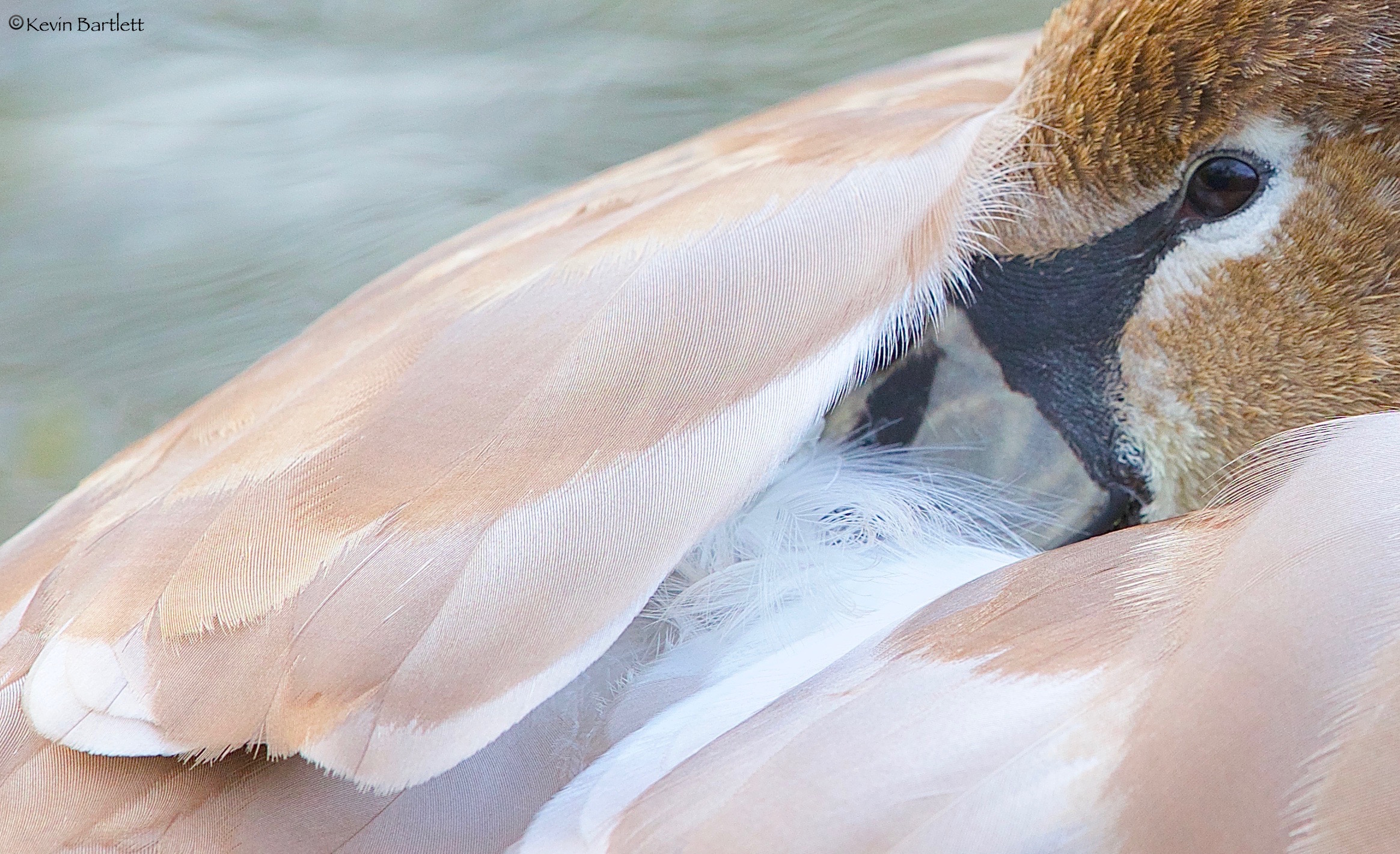 Juvenile Mute Swan