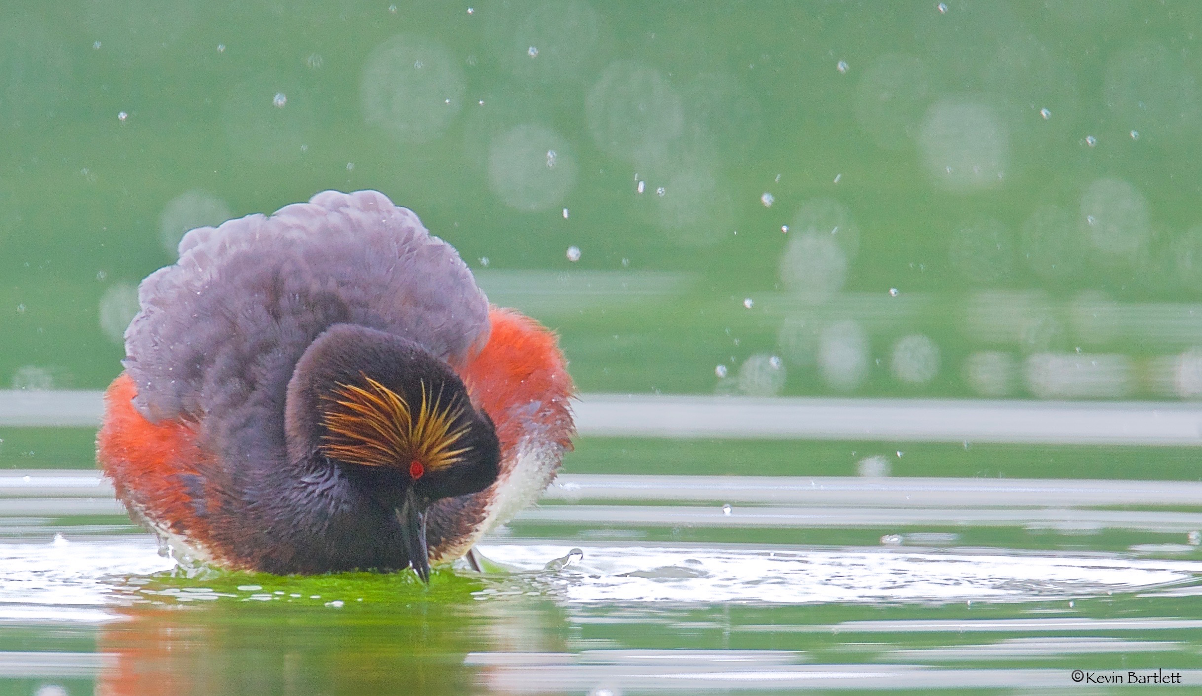 Black-necked Grebe