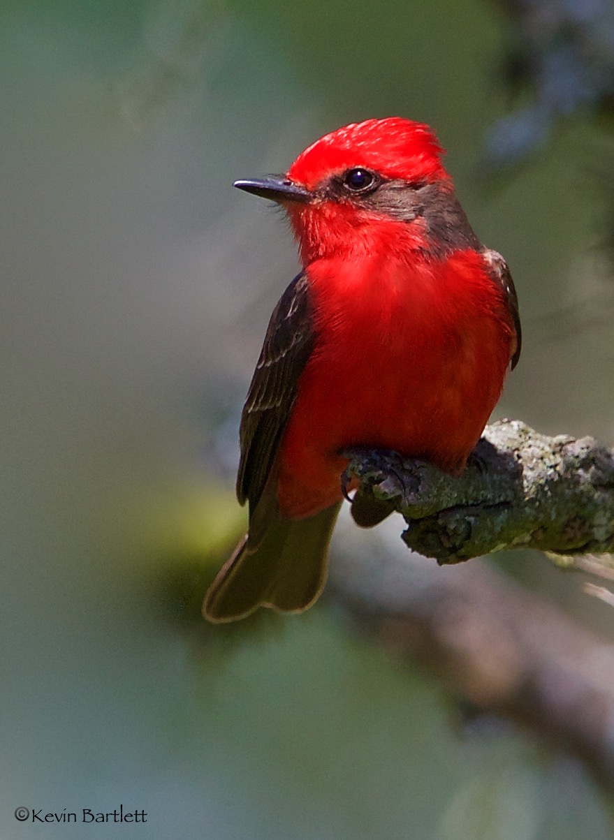Vermilion Flycatcher