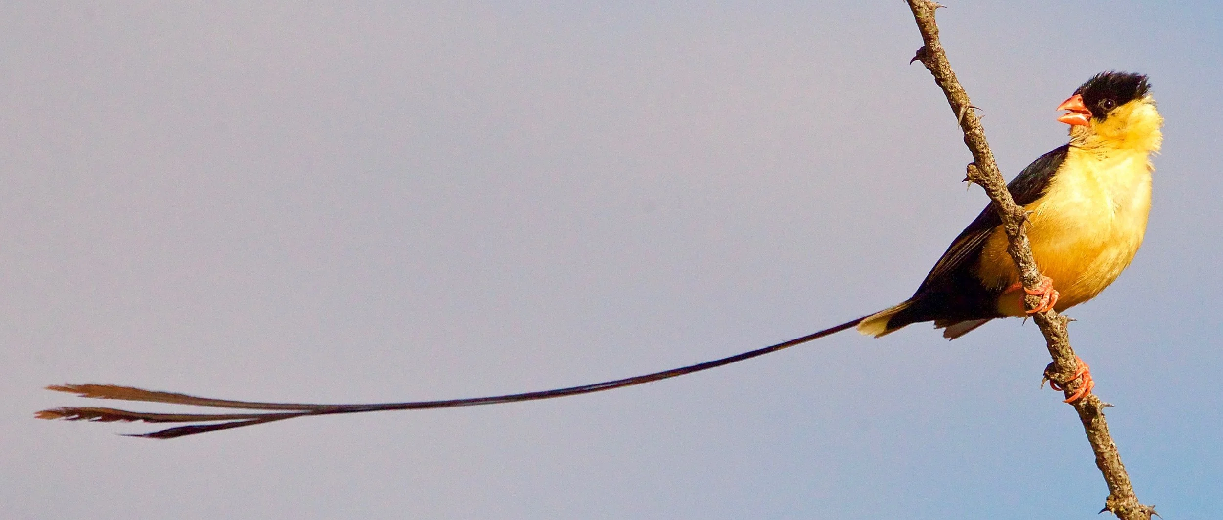 Shaft-tailed Whydah
