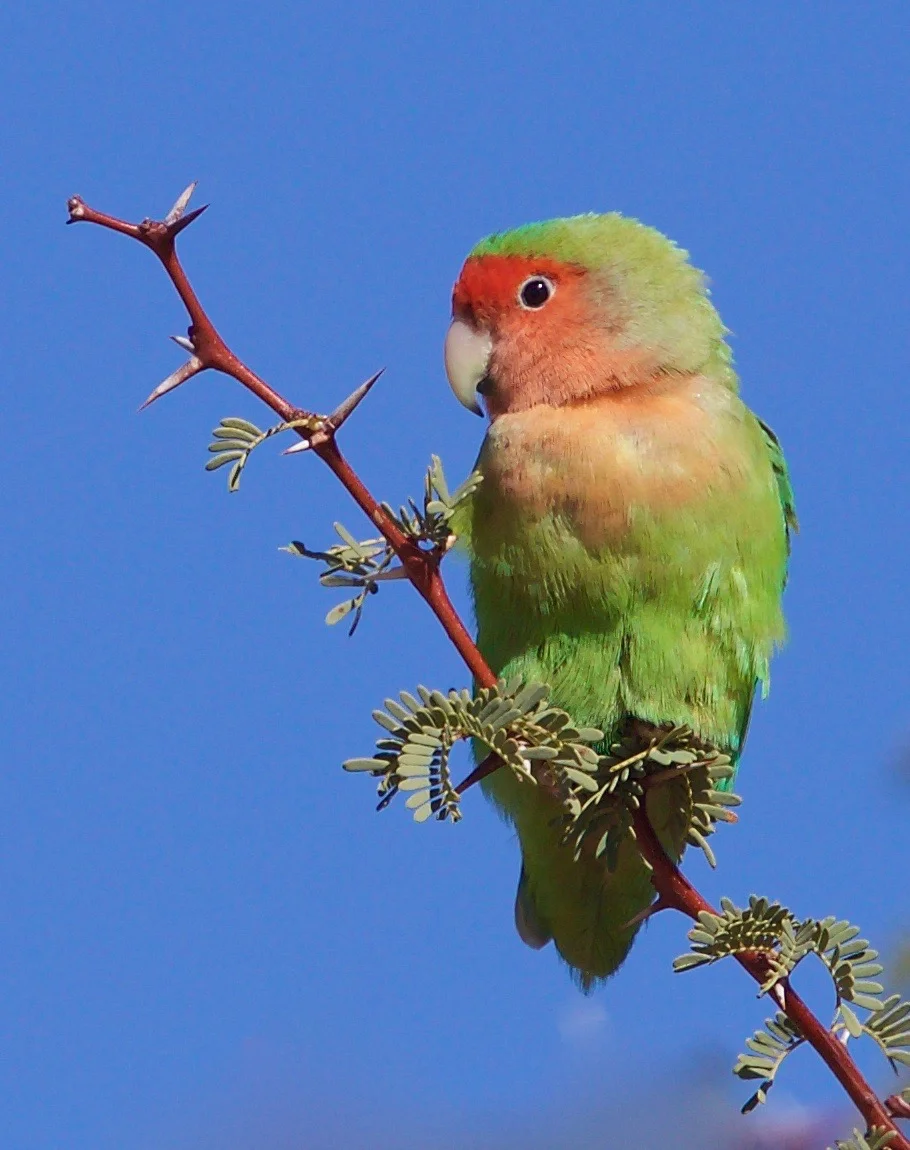 Rosy-faced Lovebird