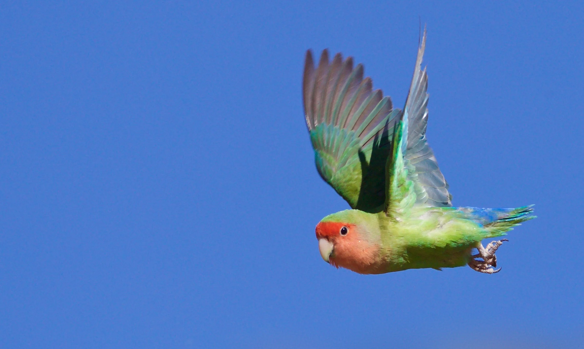 Rosy-faced Lovebird