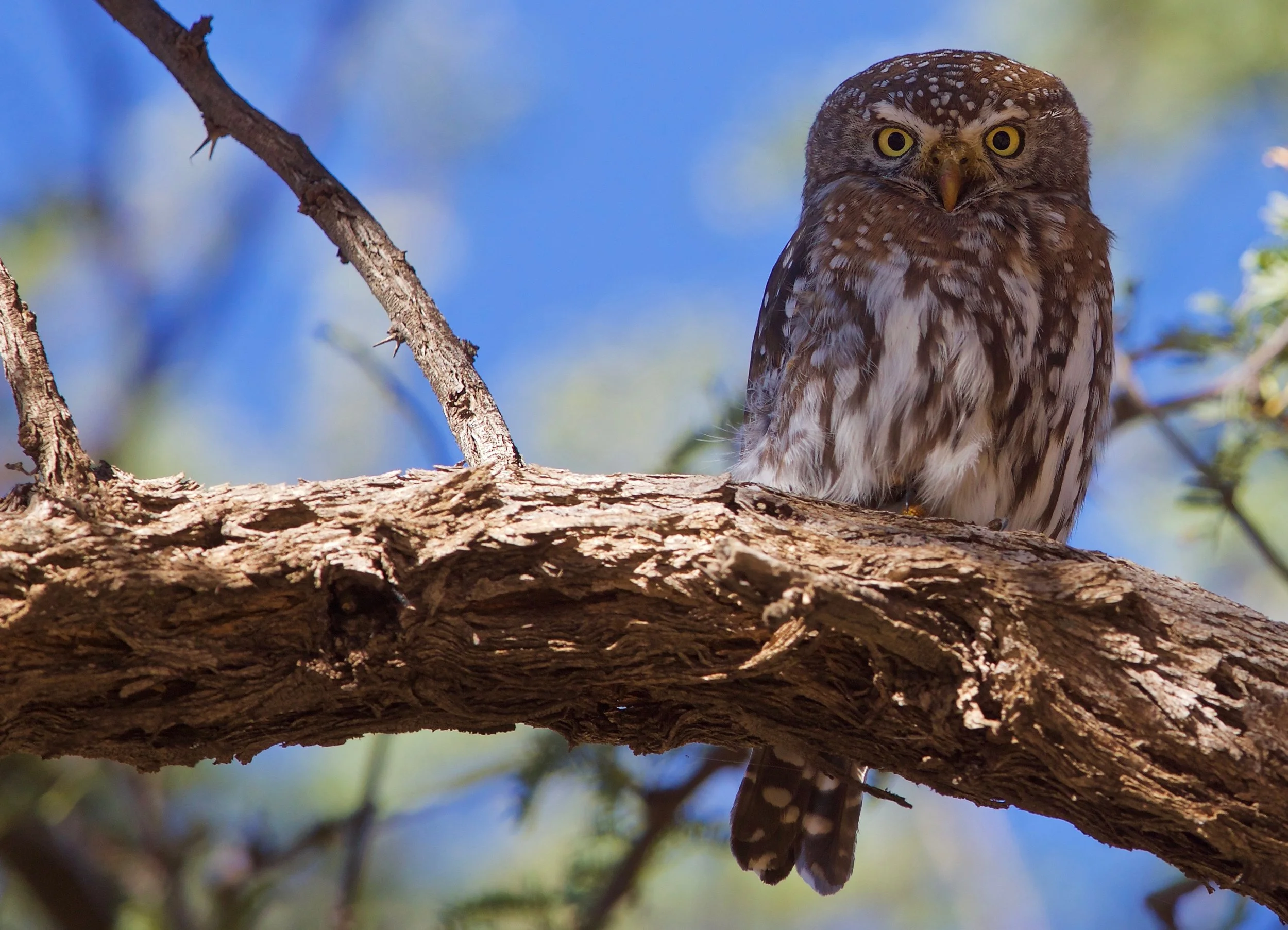 Pearl-spotted Owlet
