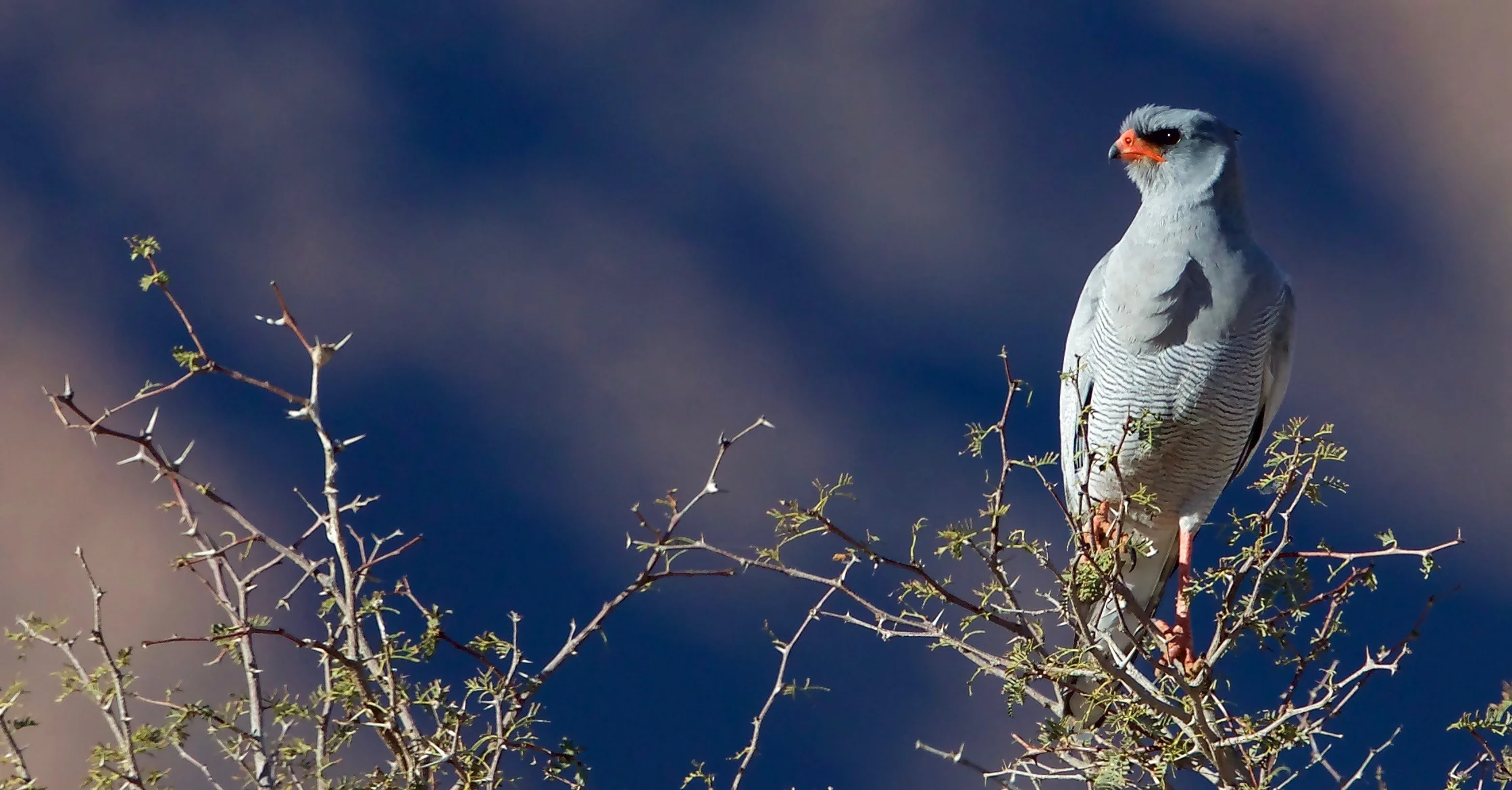 Pale Chanting Gosshawk