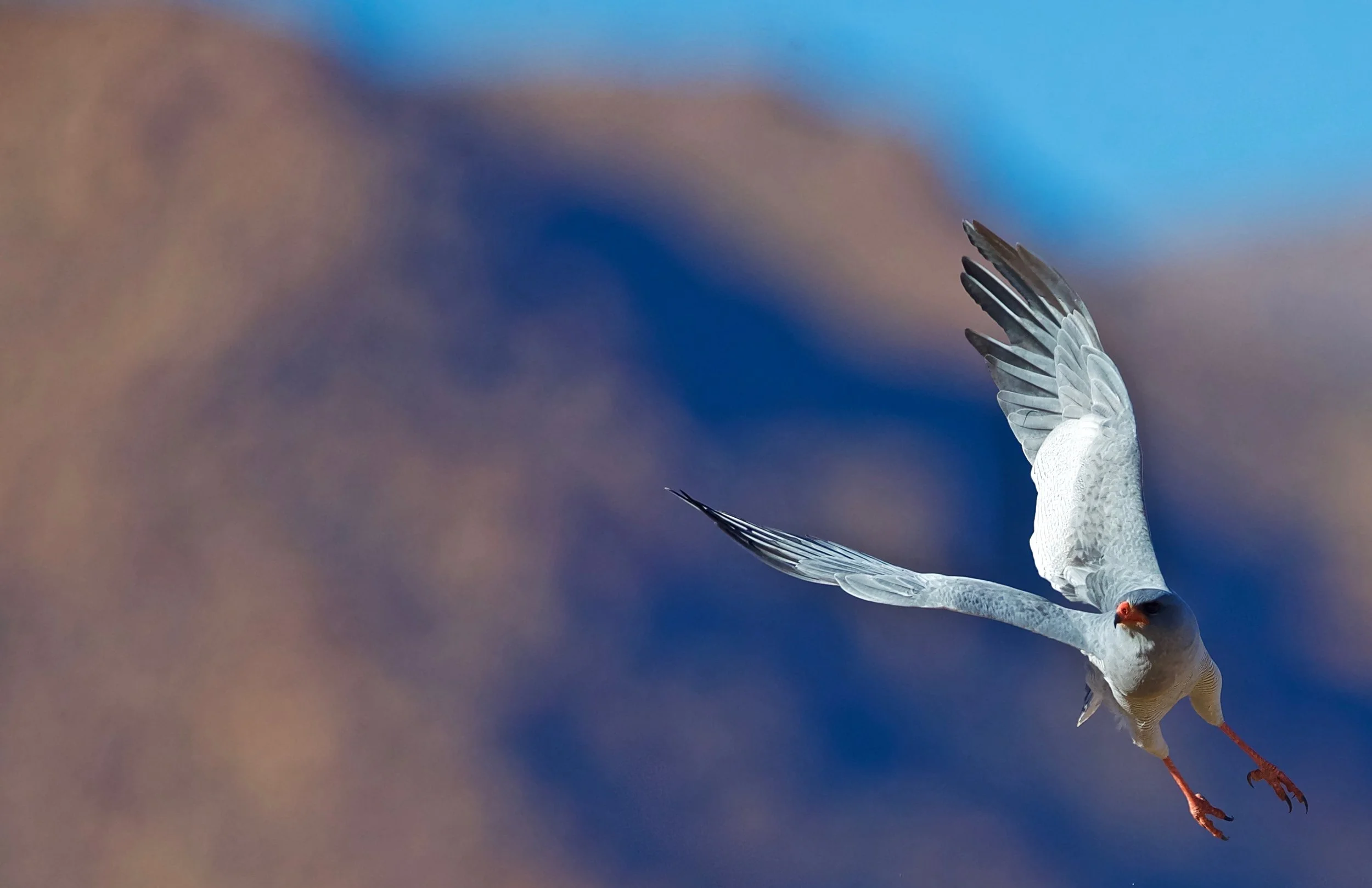 Pale Chanting Gosshawk